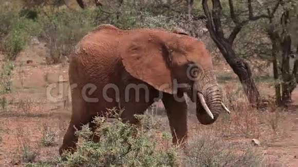 非洲象非洲象成年象在草原上吃东西和散步肯尼亚的桑布鲁公园视频的预览图