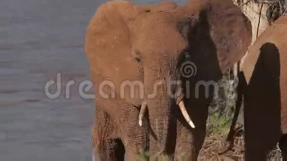 非洲象非洲象成人来自河流肯尼亚桑布鲁公园视频的预览图