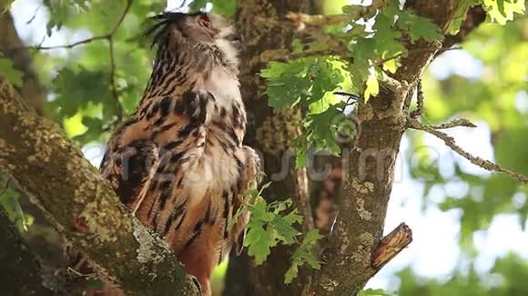 欧洲鹰枭阿西欧成年站在树上环顾四周诺曼底在法国视频的预览图
