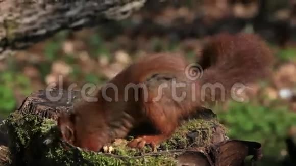法国诺曼底的红松鼠粗鄙的榛子成虫视频的预览图