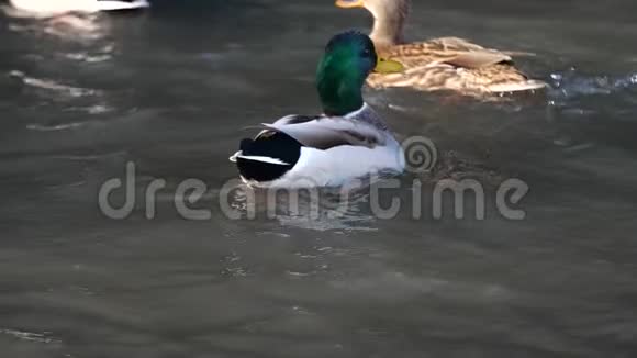 鸭子在池塘里游泳野鸭视频的预览图