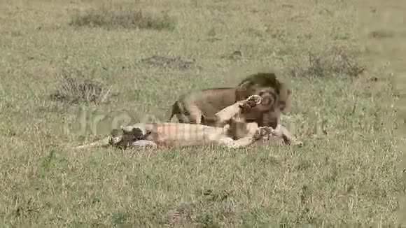 非洲狮子潘特拉里奥雄性在肯尼亚的马塞马拉公园穿过草原视频的预览图