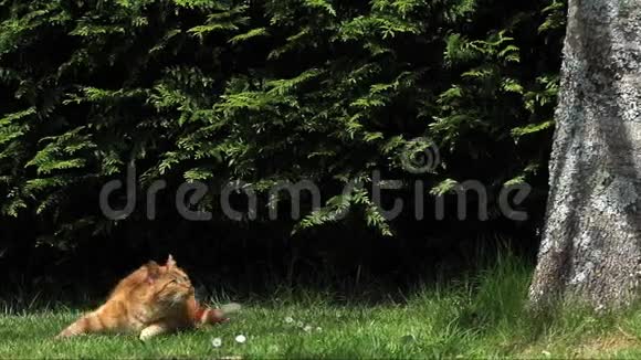 红塔比家猫跳树干诺曼底视频的预览图