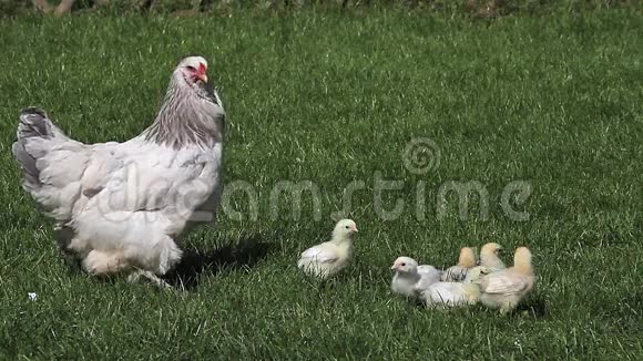母鸡和小鸡家鸡母鸡挠头环顾四周站在草地上诺曼底在法国视频的预览图