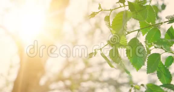 在阳光闪烁的天空中榆树的绿春叶在洁净的环境中开始新的生活视频的预览图