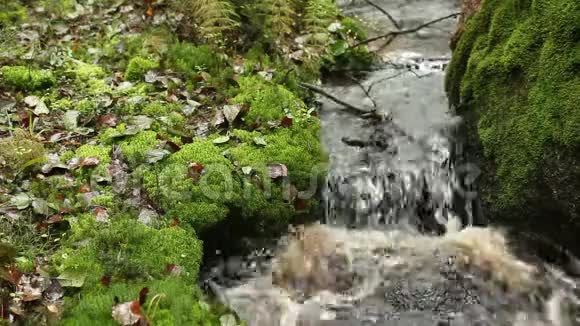 郁郁葱葱的绿色森林中的小溪视频的预览图