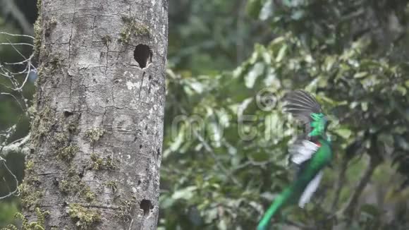 超慢运动的克萨鸟降落到巢的平面颜色视频的预览图