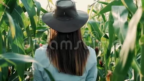 戴着帽子的年轻农民女孩在玉米地上在阳光下穿过高高的玉米秸秆农业耕作视频的预览图