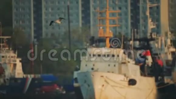 船在港口海鸥飞过港区的水面特写视频的预览图