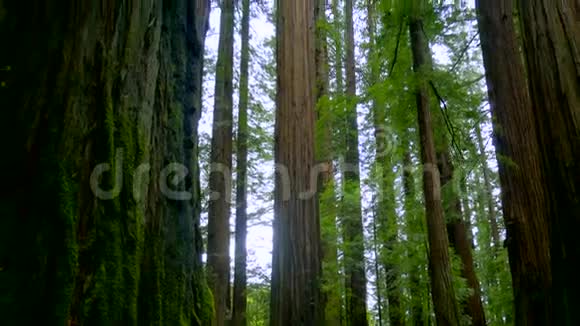 巨人大道上巨大的红雪松红木国家公园视频的预览图
