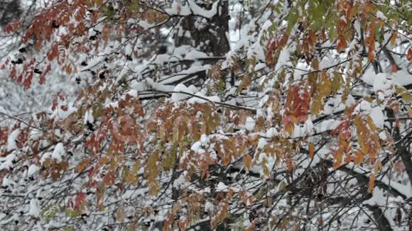 雪花飘落大雪纷飞景秋冬景树木和雪视频的预览图
