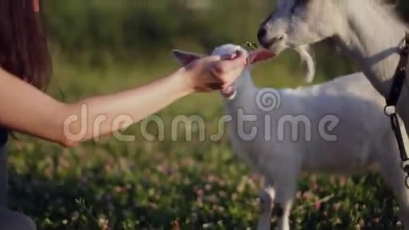 在一个温暖的夏天小女孩用山羊在田野里喂山羊特写镜头视频的预览图