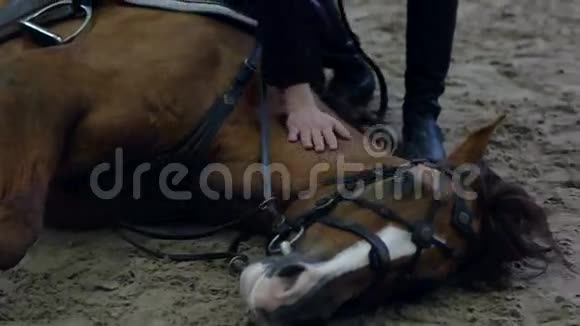 马躺下来要求骑马时躺下把马放下没有绳子自然遗产视频的预览图