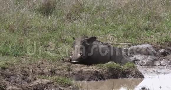 Warthogphacochoerusaethiopicus成人有泥浴肯尼亚内罗毕公园视频的预览图