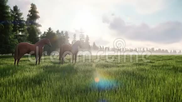 黎明时分美丽的野马在草地上放牧马的概念循环动画视频的预览图