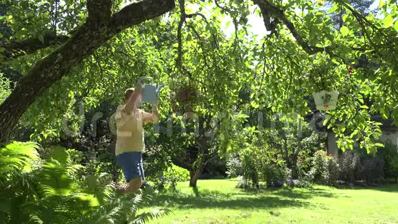 园丁用浇水可以浇水花盆挂在夏季花园的果树上4K视频的预览图