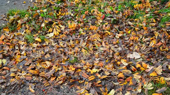 许多落叶躺在地上视频的预览图