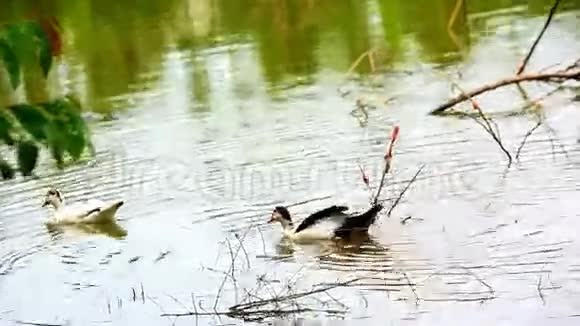 小鸭子掉进水里了视频的预览图