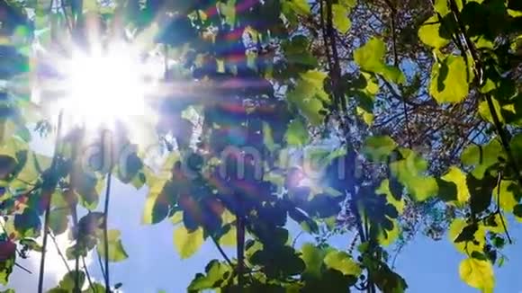 夏季或春季葡萄园里有葡萄叶阳光透过视频的预览图