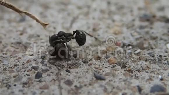 蚂蚁和另一只蚂蚁的头打架视频的预览图