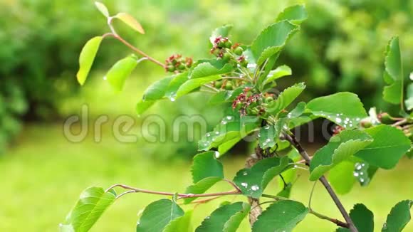 夏天的草莓视频的预览图