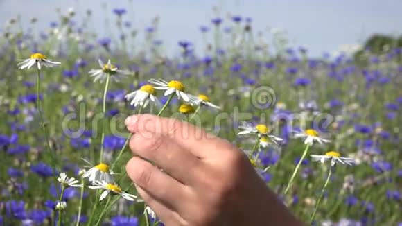 用花田中的花瓣手工奇妙未来的生活4K视频的预览图