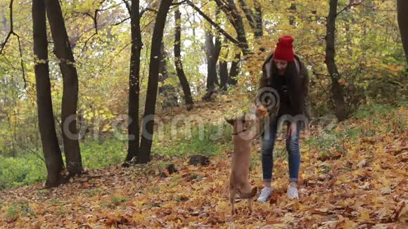 秋天公园里的嬉皮士女孩和狗视频的预览图