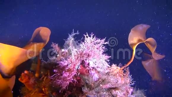 美丽的海藻在白海中潜水视频的预览图