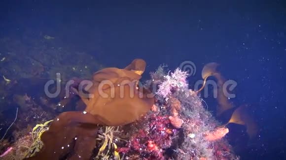 美丽的海藻在白海中潜水视频的预览图