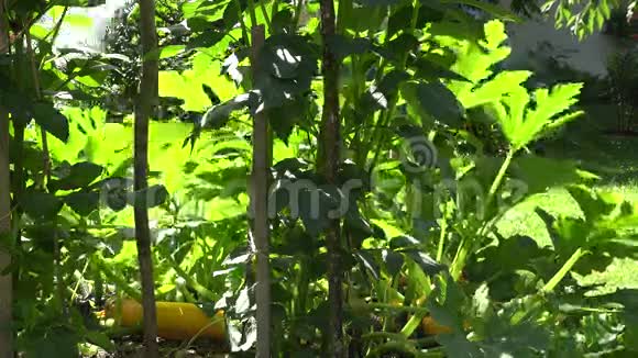 雄性在夏天的一天给绿色的西葫芦花园浇水4K视频的预览图