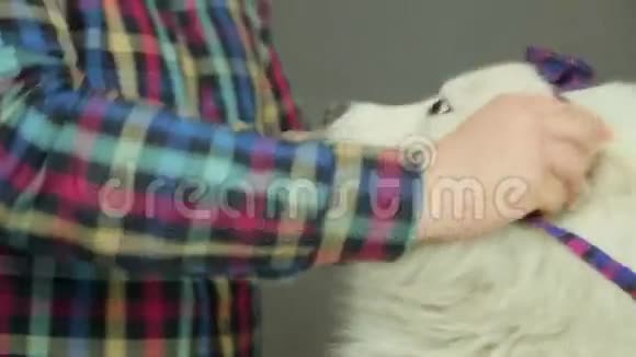 男人穿白色的狗蝴蝶结视频的预览图
