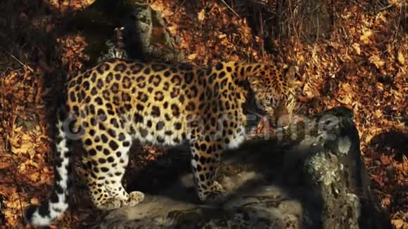 俄罗斯Primorsky野生动物园里美丽的稀有美洲豹视频的预览图