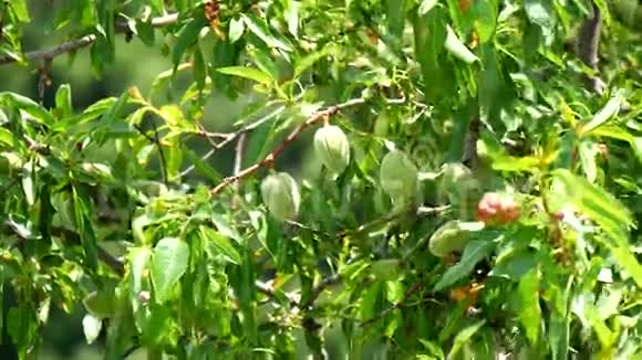 未成熟的杏仁在树4K视频的预览图