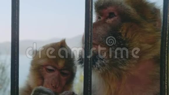 猴子夫妇互相扒皮寻找昆虫视频的预览图