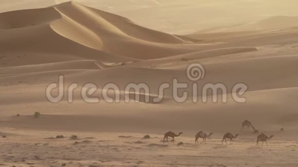 清晨骆驼在阿拉伯联合酋长国RubalKhali沙漠沙丘的背景下牧场视频的预览图