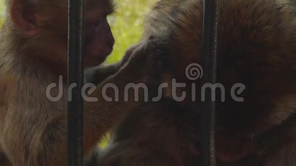 猴子夫妇互相扒皮寻找昆虫视频的预览图