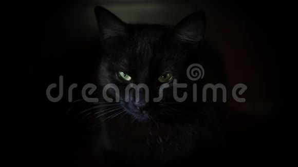 黑猫绿眼的特写镜头视频的预览图