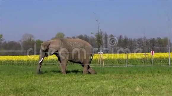 马戏团大象视频的预览图