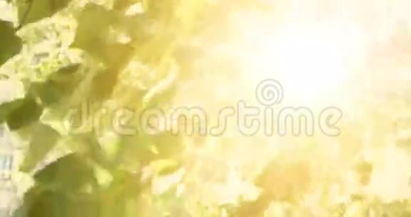 自然场景有桦树叶和阳光与镜头耀斑公园里的树背景上有日出的光视频的预览图
