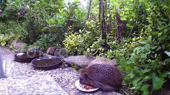 刺猬在花园的露台上喂猫食视频的预览图