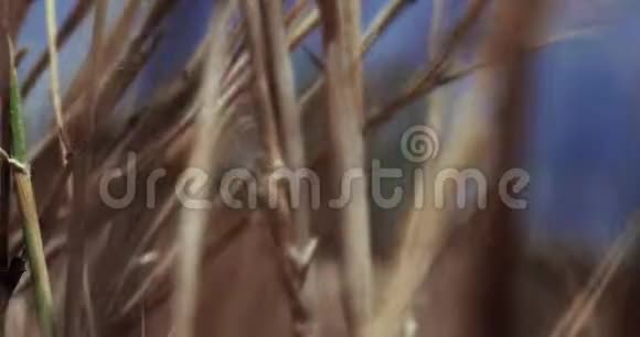 四处游荡的沙漠植物在微风中摇曳的田野上把植物收拢视频的预览图