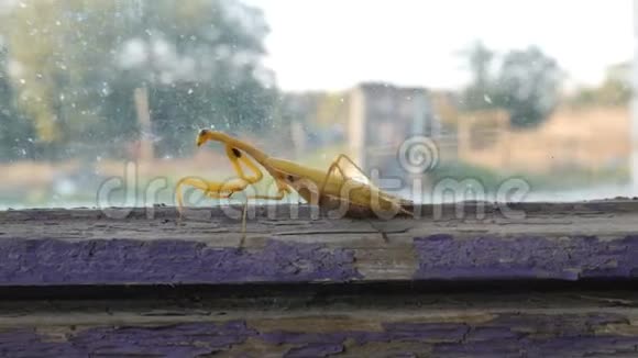 好斗的怀孕雌性黄螳螂在旧窗户上抬起爪子和尾巴视频的预览图