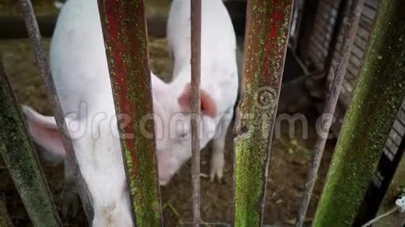 两只小白猪在猪圈里小猪在金属棒的栅栏后面视频的预览图