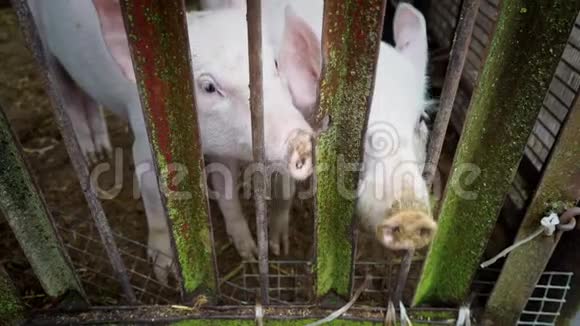 两只小白猪在猪圈里小猪在金属棒的栅栏后面视频的预览图