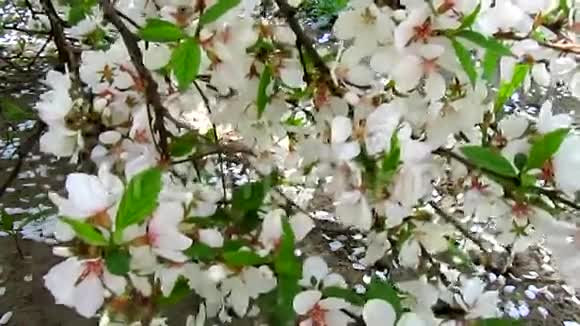 樱花和花瓣飘落视频的预览图