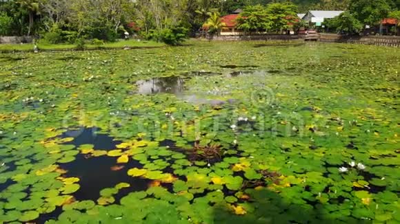 令人惊叹的空中无人机视频湖和莲花场在一个热带岛屿巴厘岛印度尼西亚美丽的空中景色视频的预览图