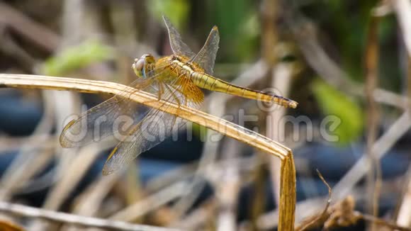 热带亚洲大自然中的近景蜻蜓视频的预览图