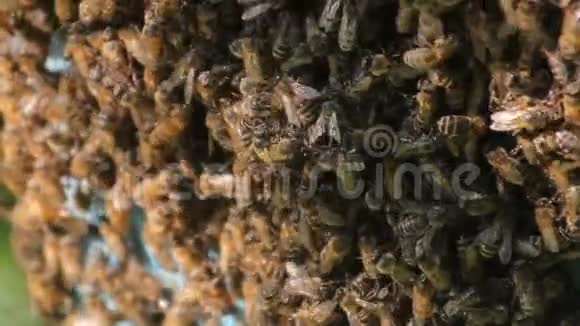蜜蜂把花蜜转化为蜂蜜蜜蜂在蜂房蜂巢上的特写视频的预览图