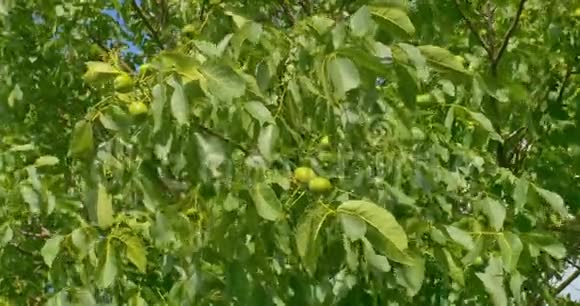 一些树上的绿色核桃核桃是圆的单种子的核桃树的石果视频的预览图