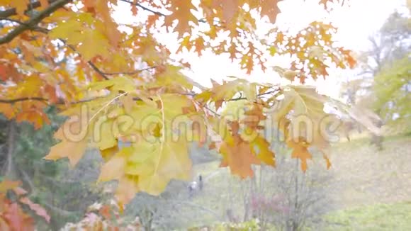 秋季景观4K视频的预览图